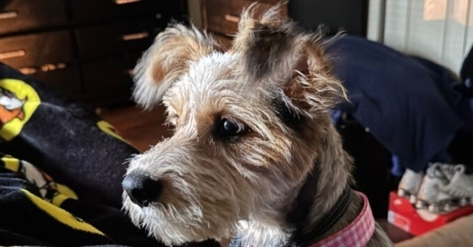 Pepper