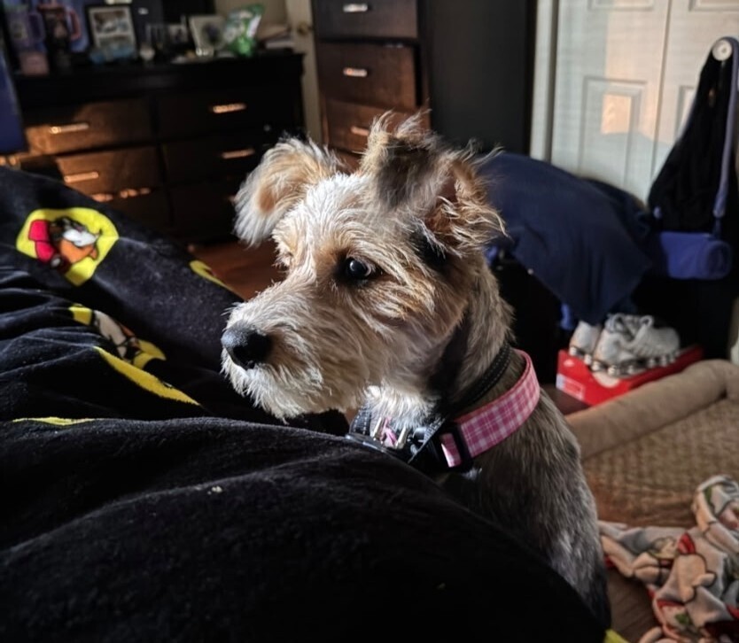 Pepper