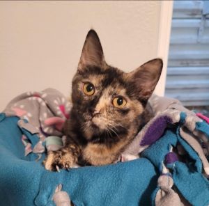 Jolene, Young Female unknown