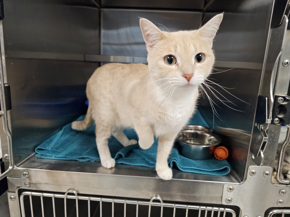 Princess Peach, an adoptable Domestic Short Hair in Houghton, MI, 49931 | Photo Image 1