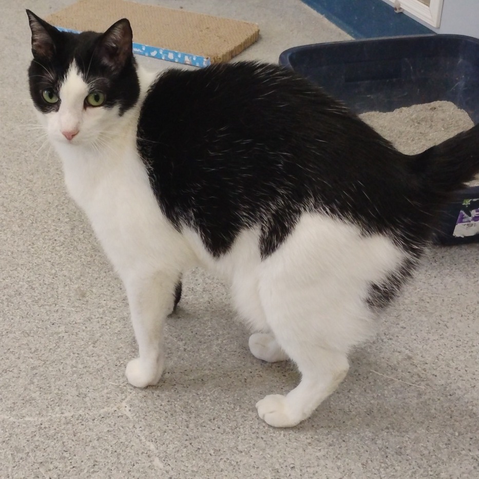 Mistletoe, an adoptable Domestic Short Hair in Duncan, OK, 73533 | Photo Image 1