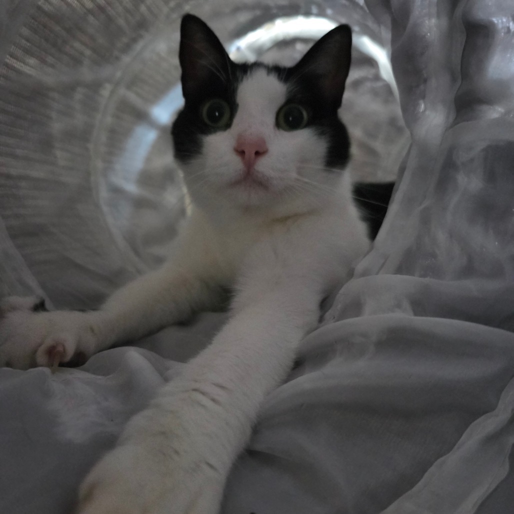 Mistletoe, an adoptable Domestic Short Hair in Duncan, OK, 73533 | Photo Image 2