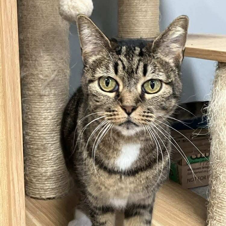 Cindy Lou, an adoptable Domestic Short Hair in Duncan, OK, 73533 | Photo Image 1