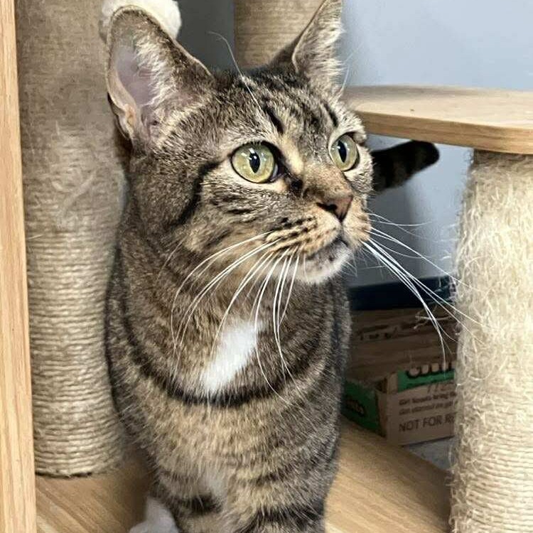 Cindy Lou, an adoptable Domestic Short Hair in Duncan, OK, 73533 | Photo Image 2