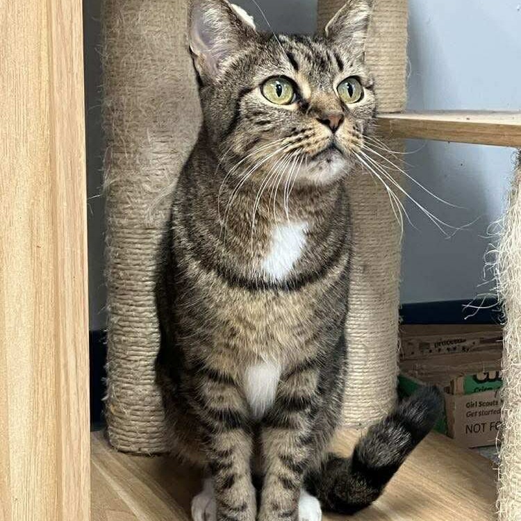 Cindy Lou, an adoptable Domestic Short Hair in Duncan, OK, 73533 | Photo Image 3