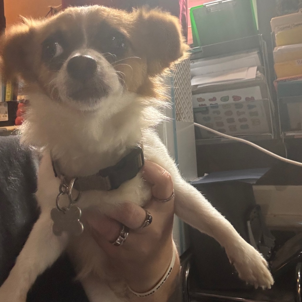 Cow Boy, an adoptable Pekingese, Chihuahua in Smithfield, NC, 27577 | Photo Image 1