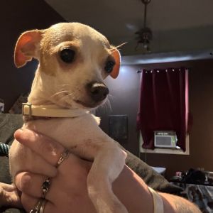 Tinker Bell, Adult Female unknown