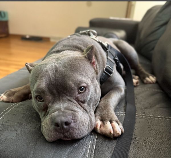 Kash