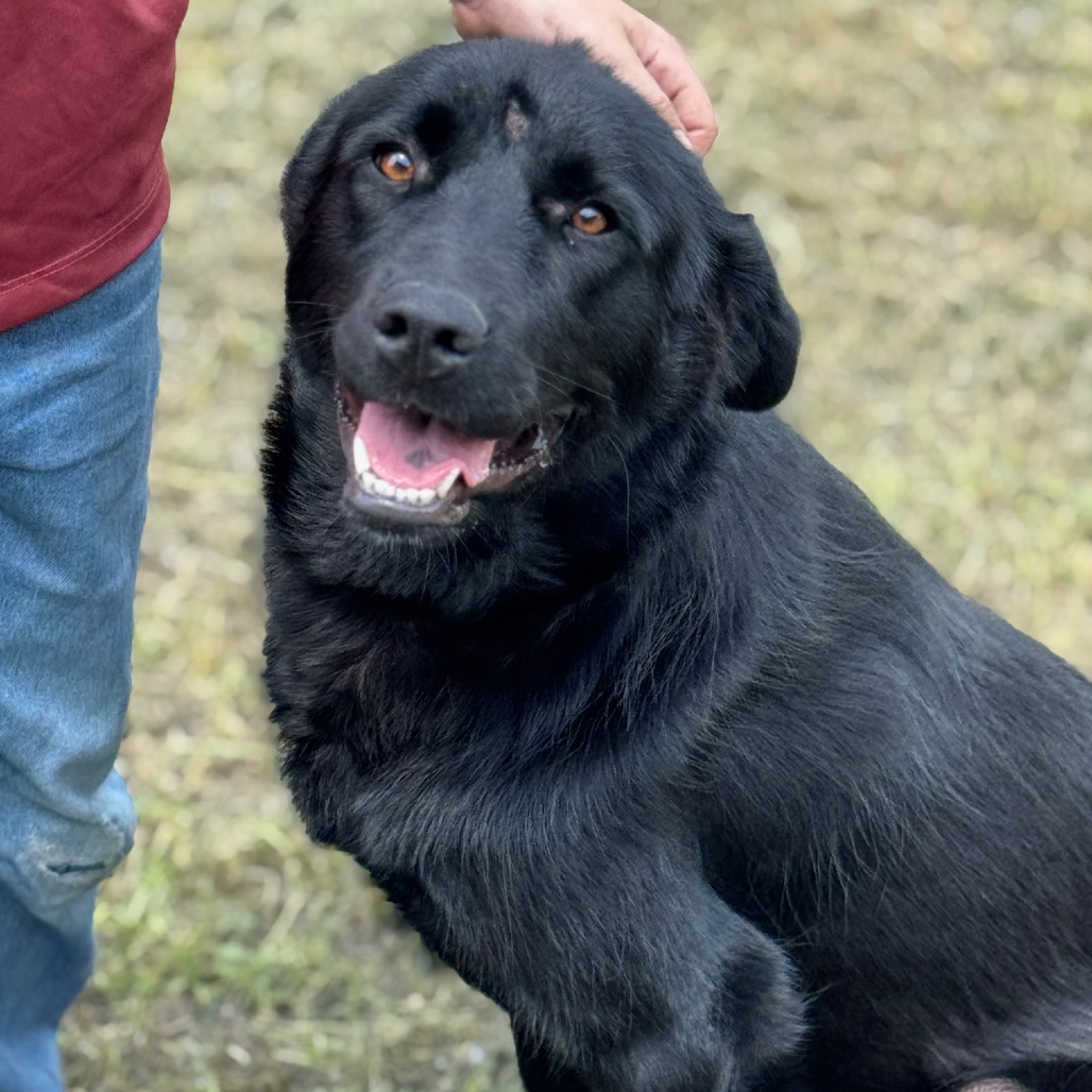 Luna, an adoptable Black Labrador Retriever, Great Pyrenees in Redwood Falls, MN, 56283 | Photo Image 1
