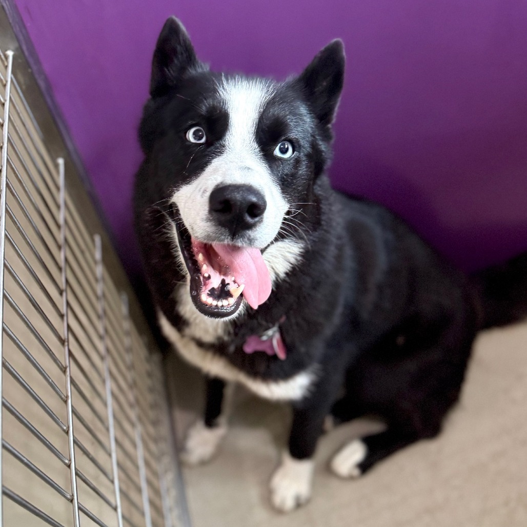 Kam, an adoptable Husky in Redwood Falls, MN, 56283 | Photo Image 1
