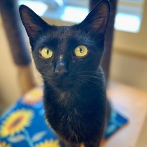 Inky, Young Female unknown