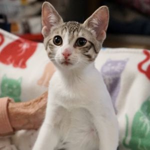 Wobbles, Baby Female unknown