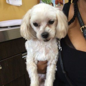 Caramel, Senior Male unknown