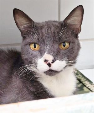 GRAYSON, Adult Male unknown