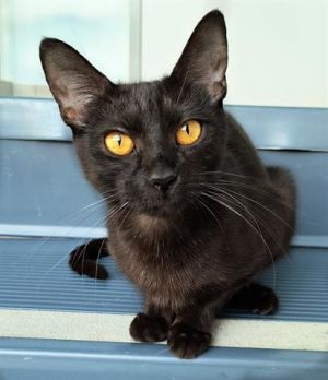 ONYX, Young Female unknown