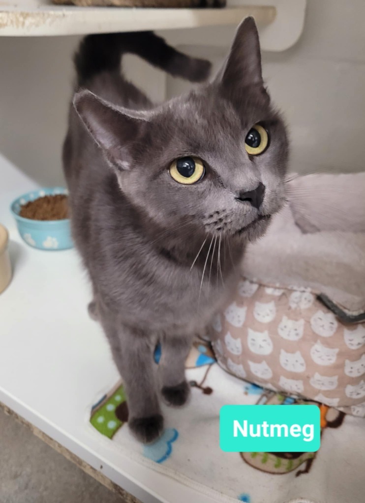 Nutmeg
