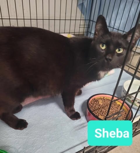 Sheba