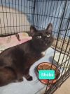 Sheba photo 2