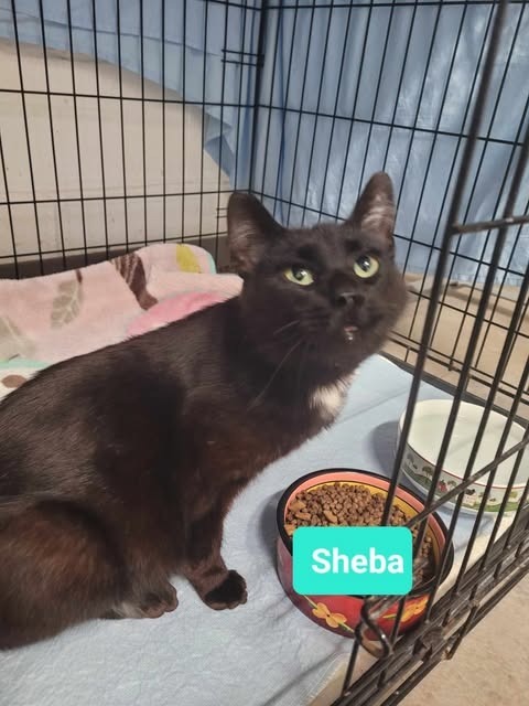Sheba
