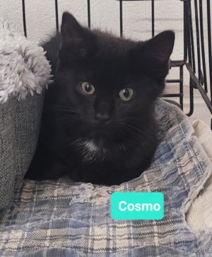 Cosmo, Baby Male unknown