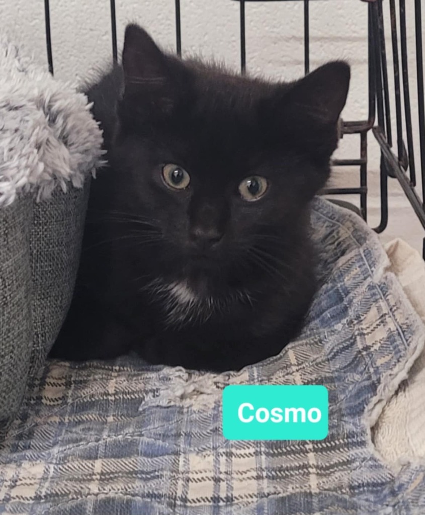 Cosmo