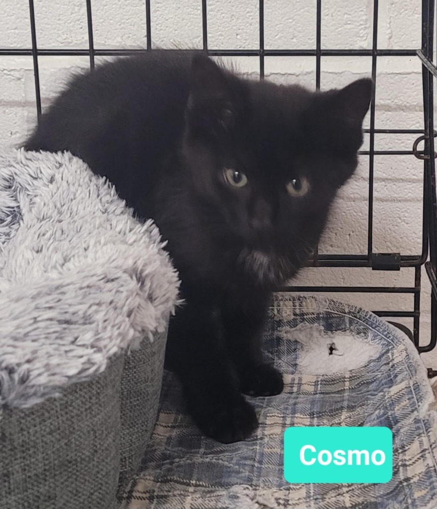 Cosmo