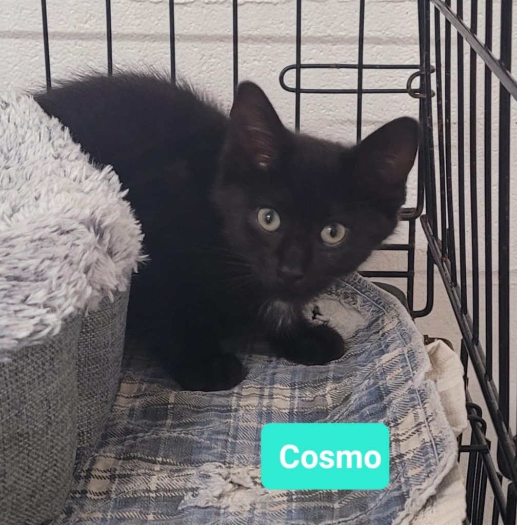Cosmo