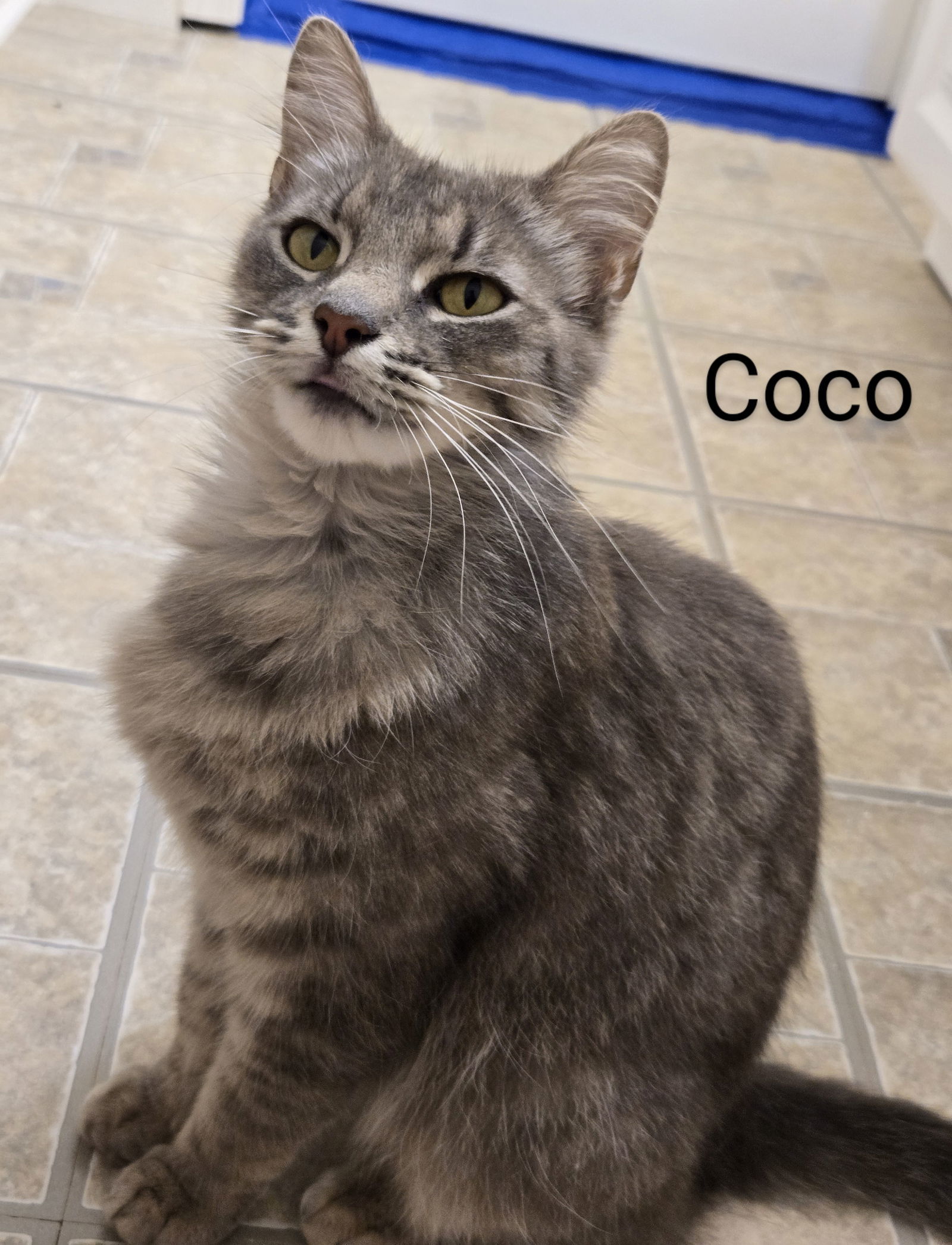 Cocoa