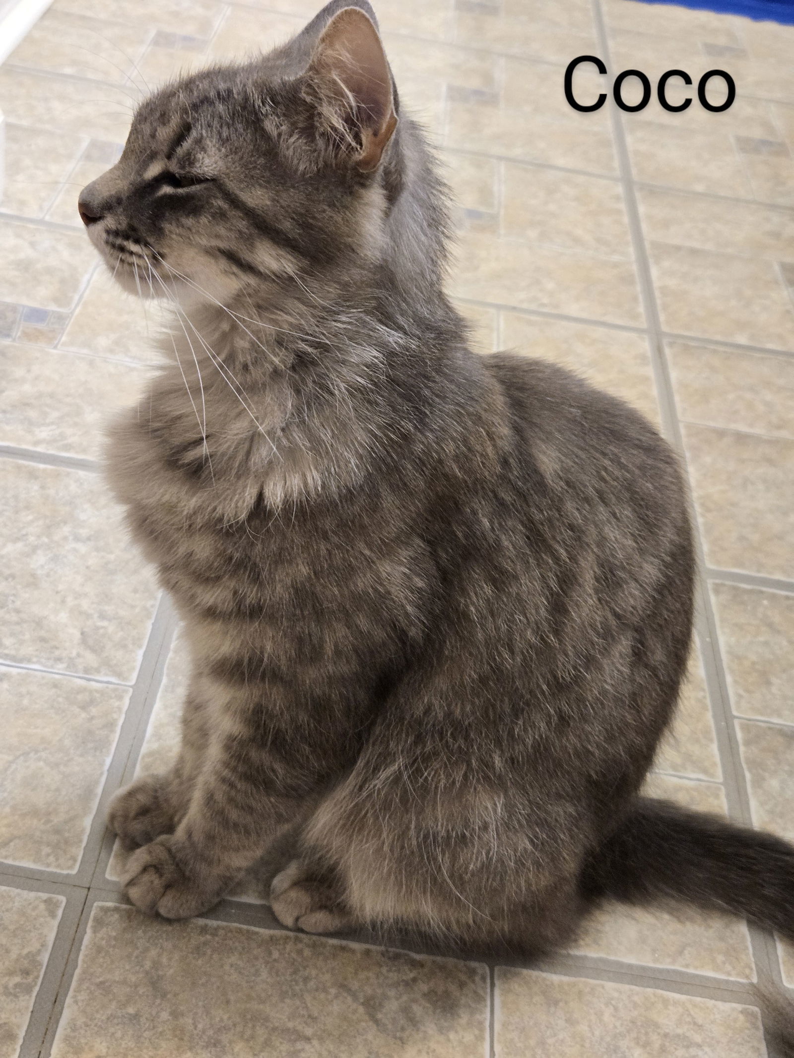 Cocoa