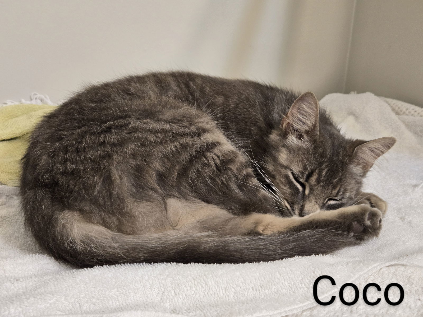 Cocoa