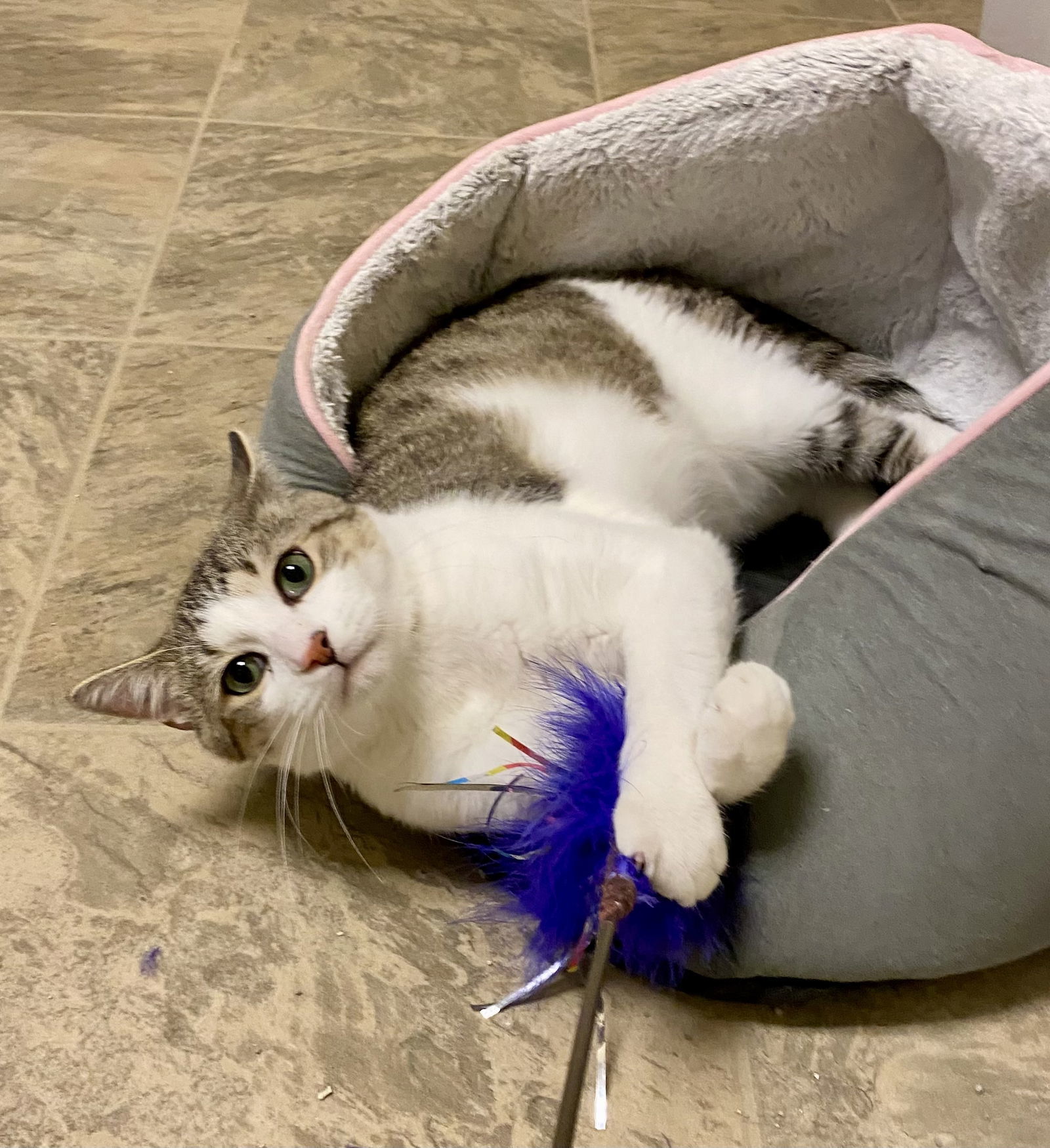 Chrysler, an adoptable Domestic Short Hair in Fargo, ND, 58103 | Photo Image 1