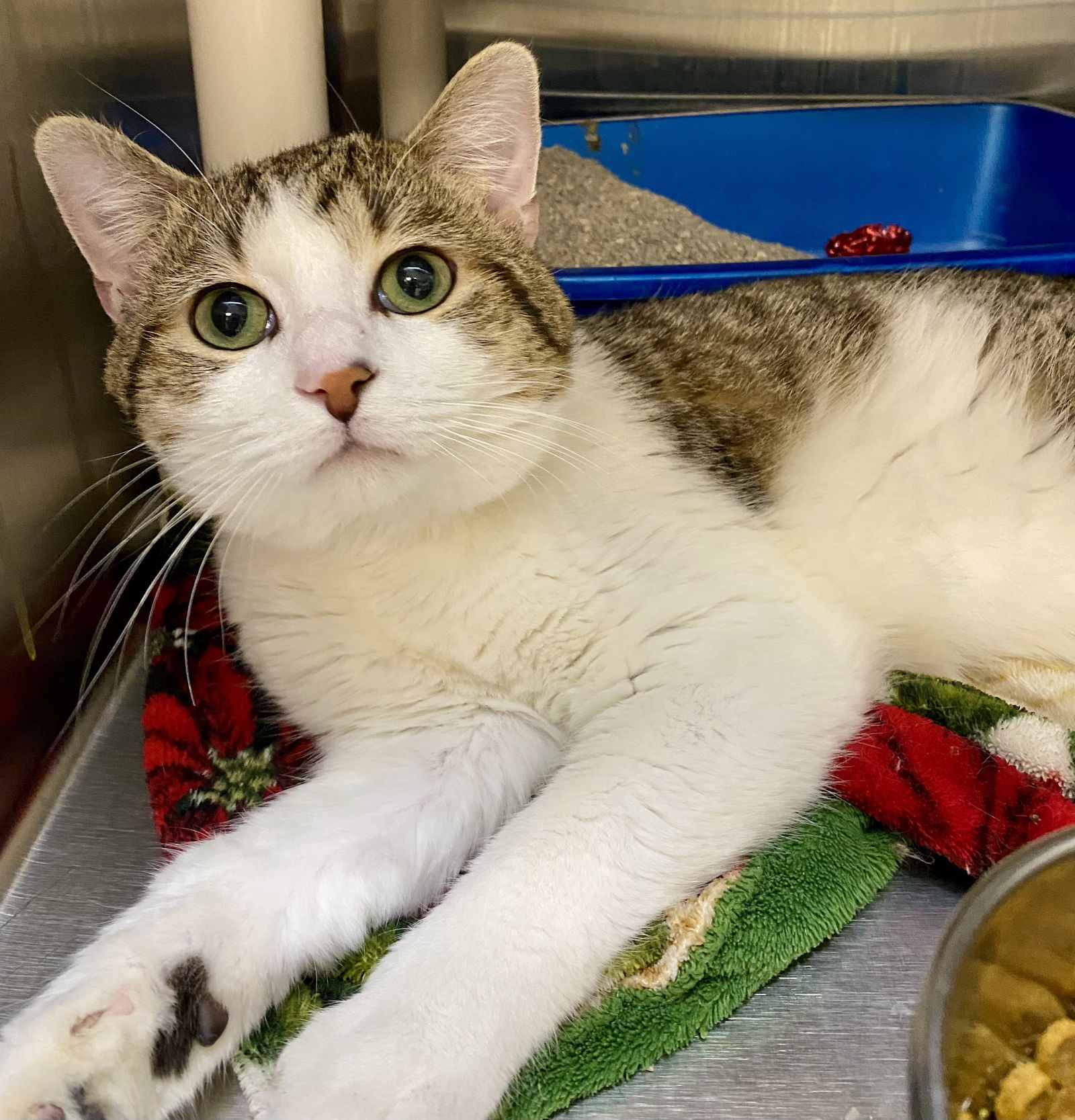 Chrysler, an adoptable Domestic Short Hair in Fargo, ND, 58103 | Photo Image 2