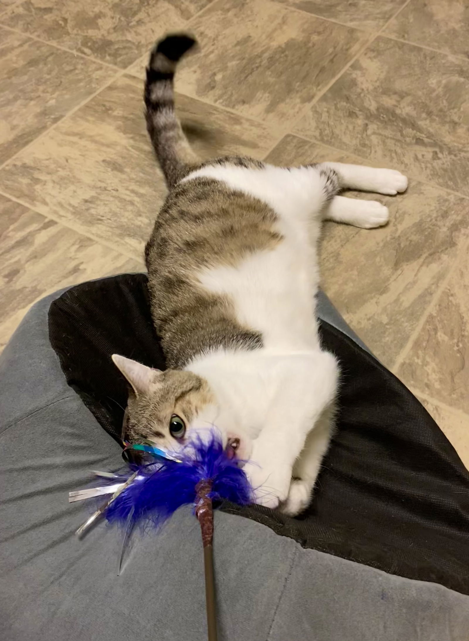 Chrysler, an adoptable Domestic Short Hair in Fargo, ND, 58103 | Photo Image 3