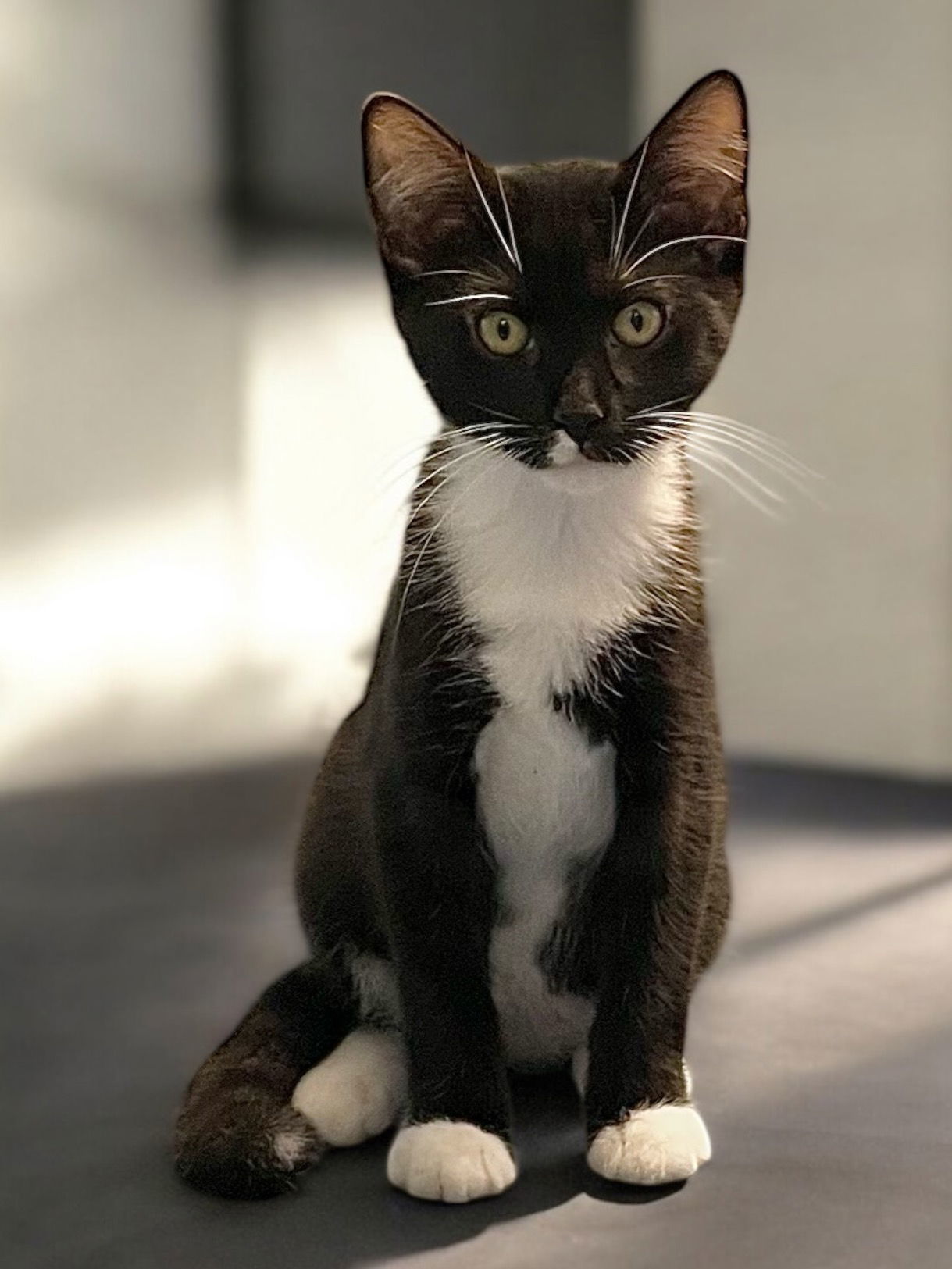 Checkers (bonded pair with Chess)