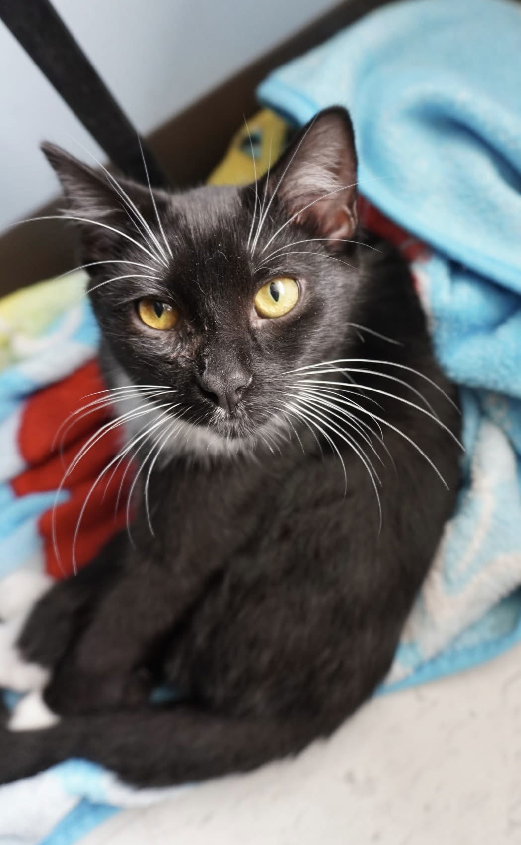 Chess (bonded pair with Checkers)