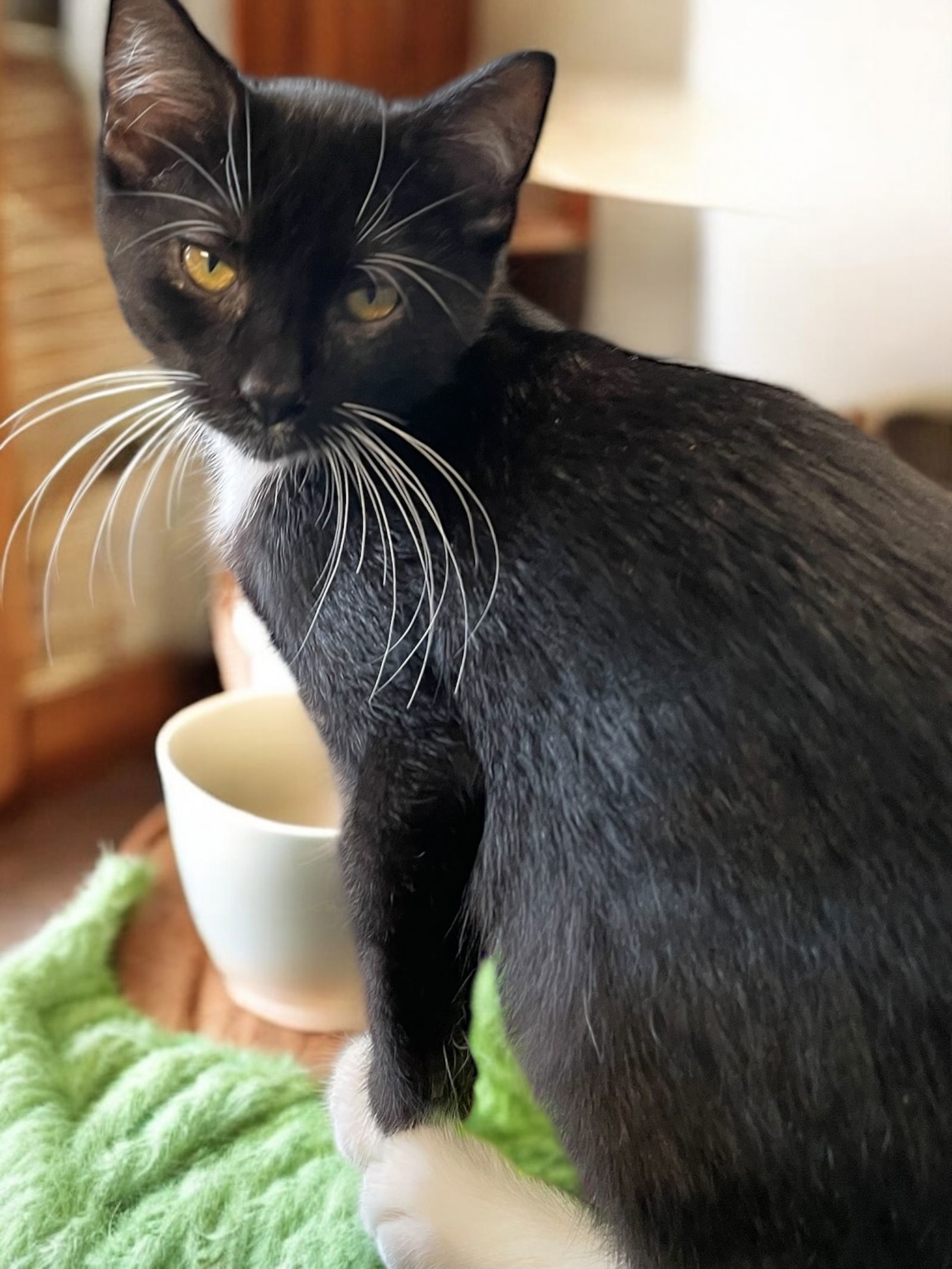 Chess (bonded pair with Checkers)