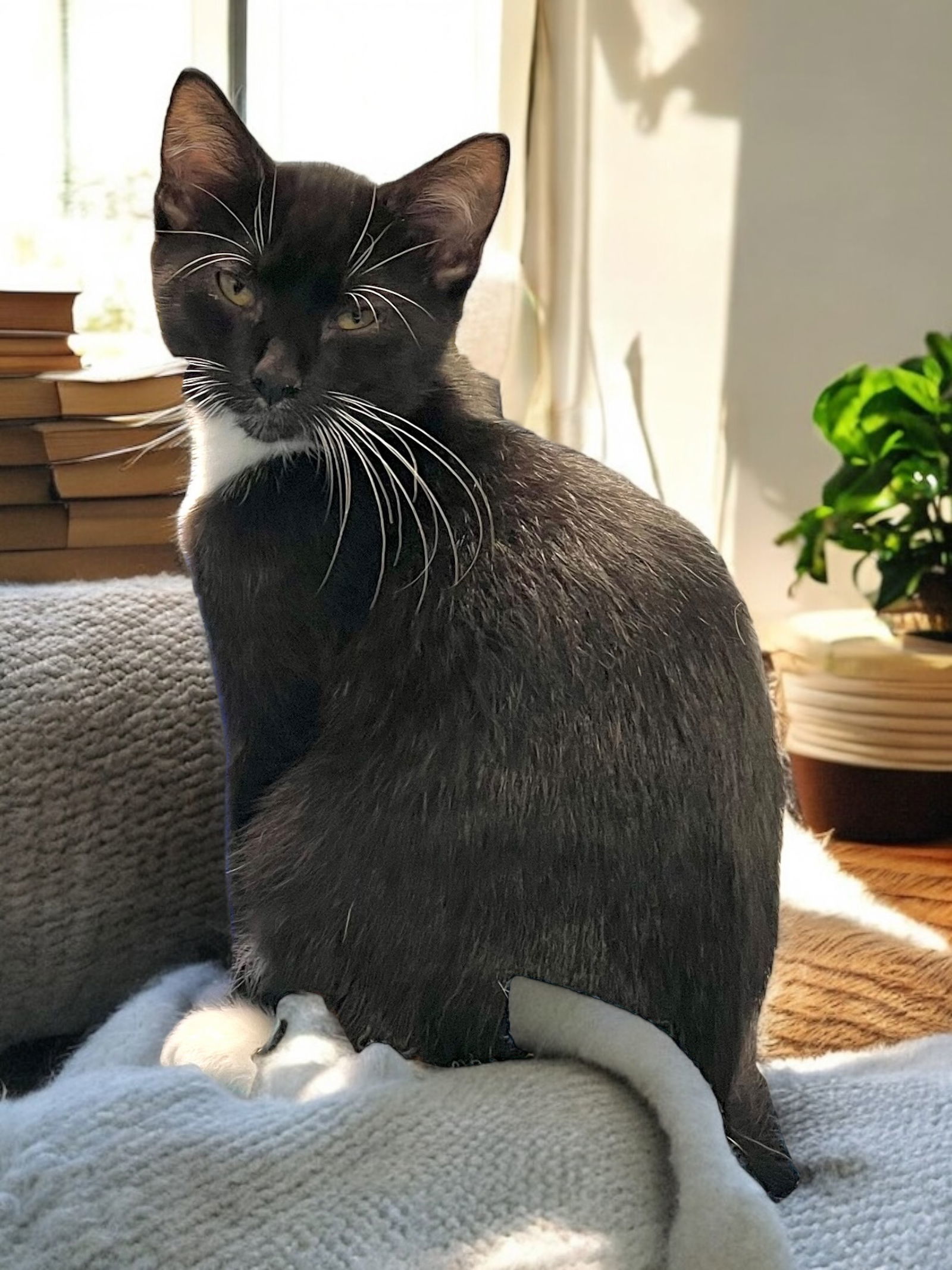 Chess (bonded pair with Checkers)