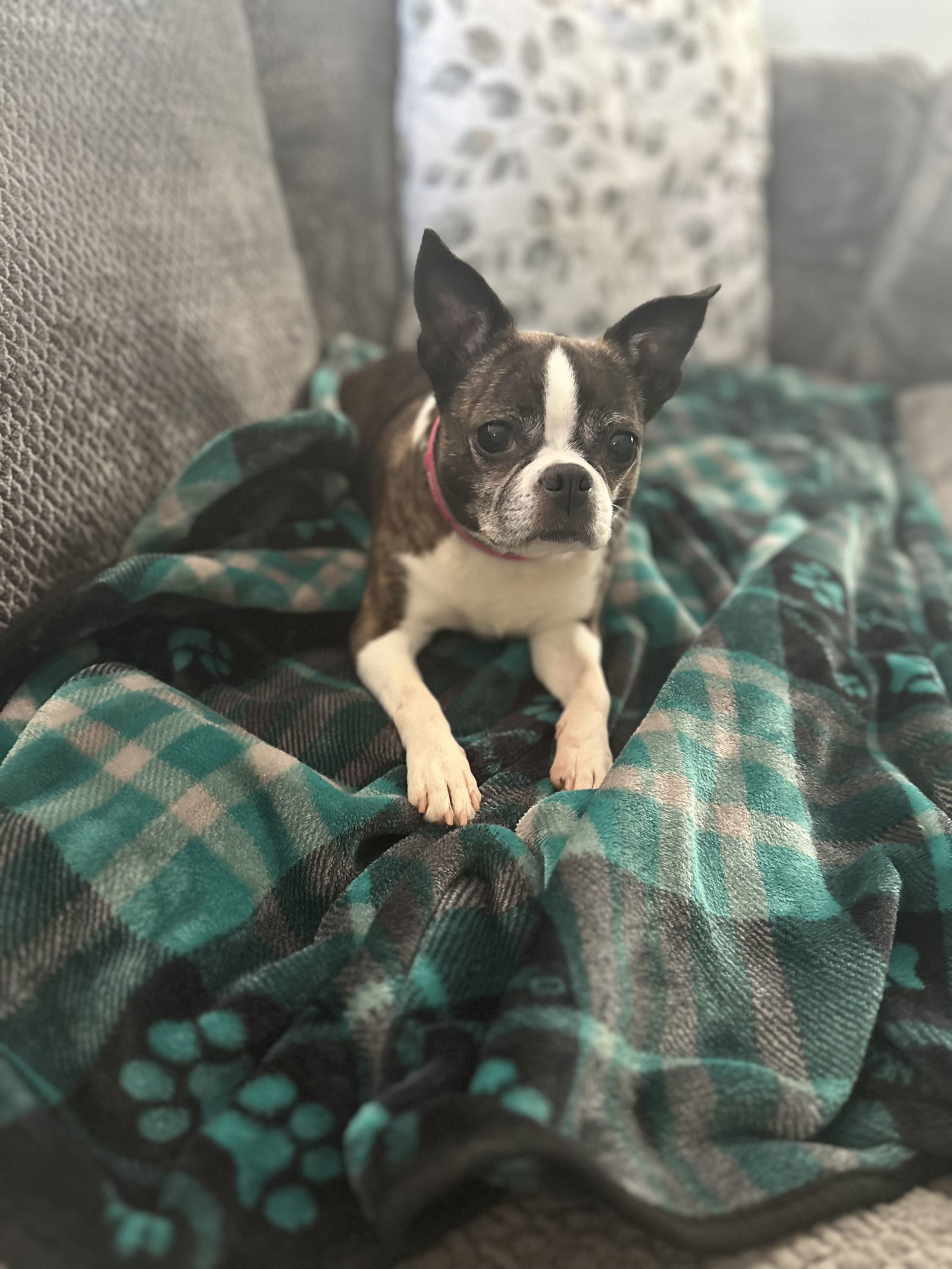 Olive: Not At shelter (Nicole)