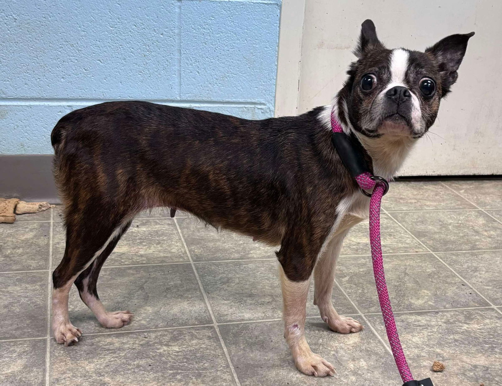 Olive: Not At shelter (Nicole)