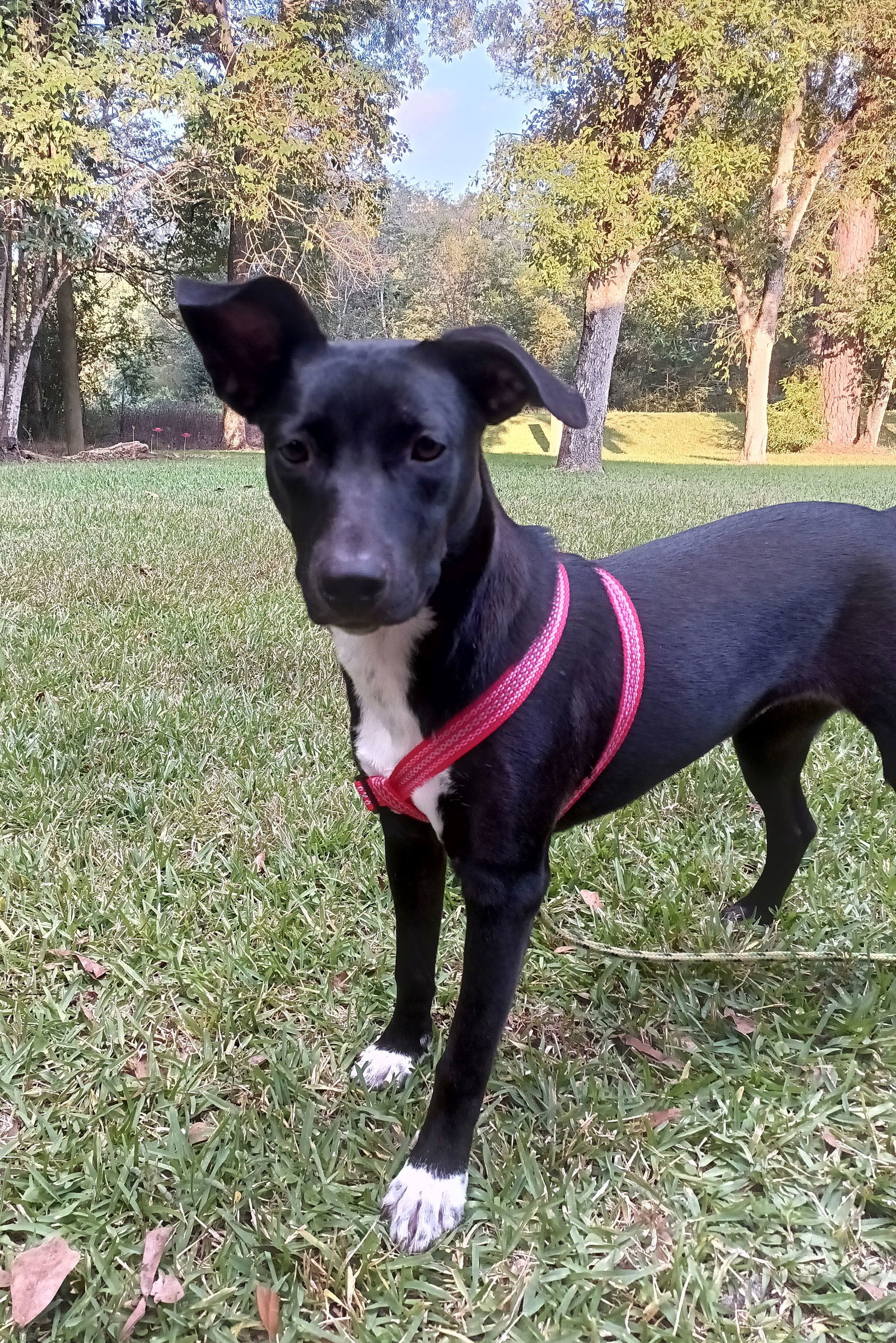 Jessi, an adoptable Feist, Labrador Retriever in Monticello, MS, 39654 | Photo Image 1