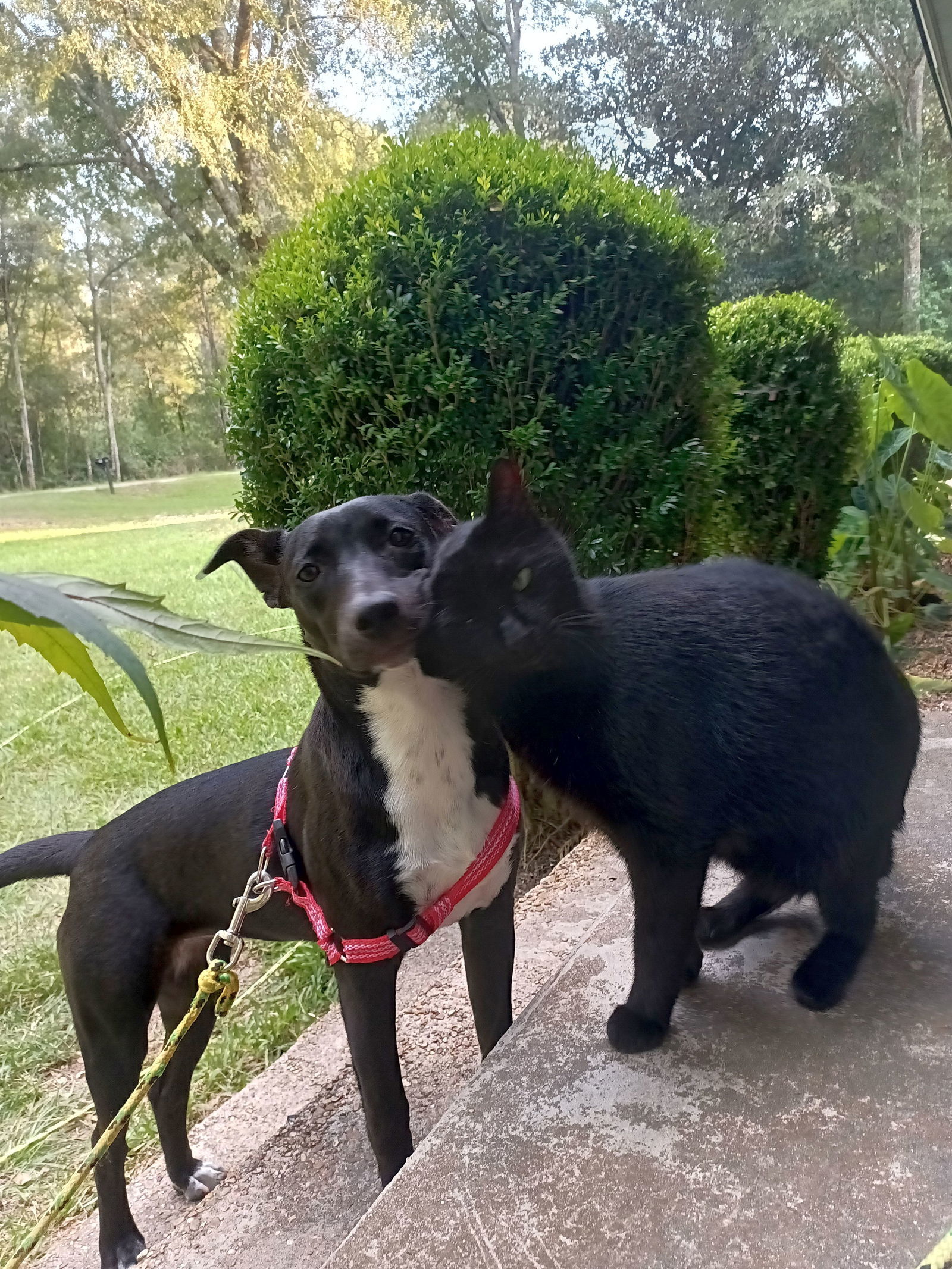 Jessi, an adoptable Feist, Labrador Retriever in Monticello, MS, 39654 | Photo Image 2