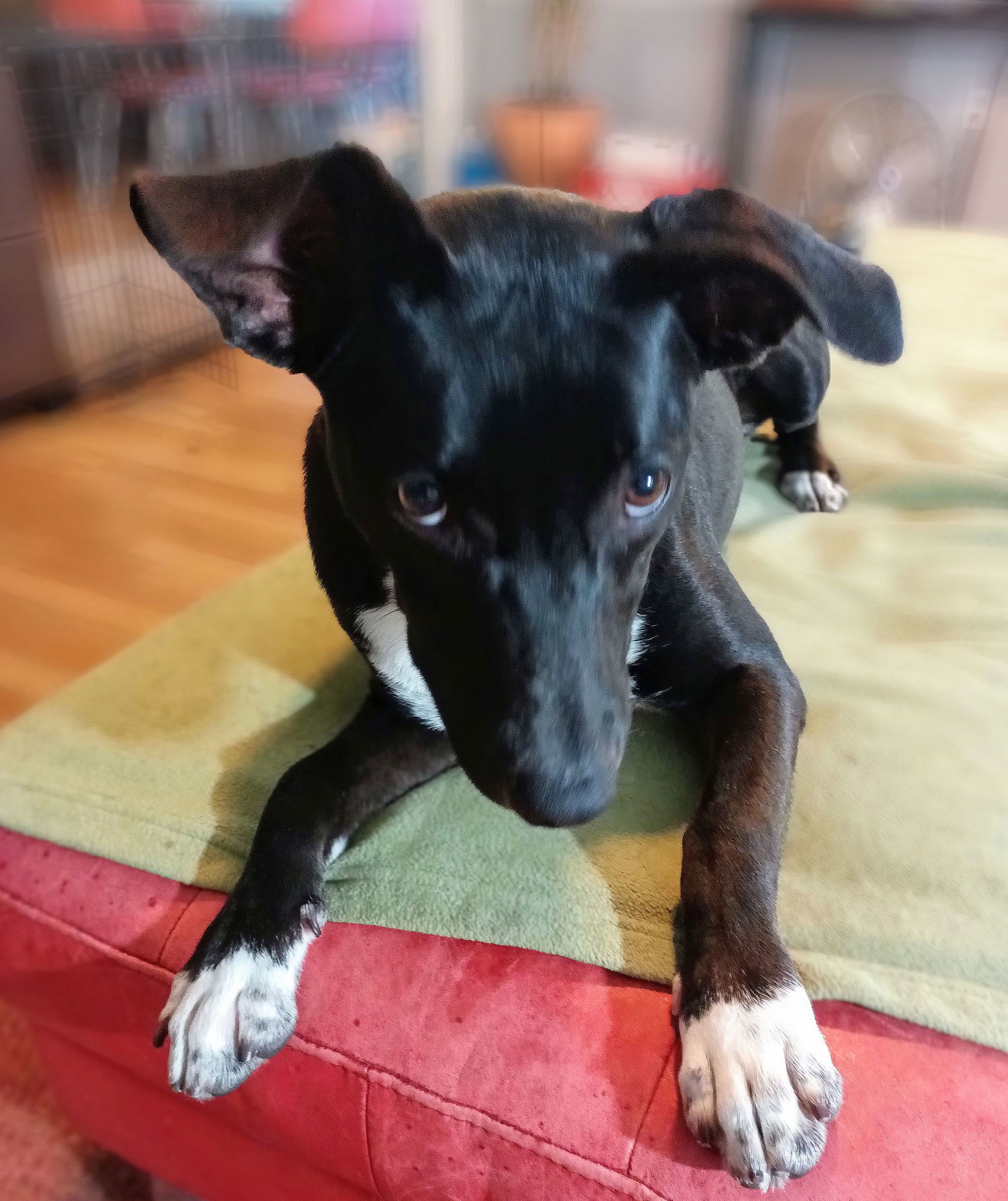 Jessi, an adoptable Feist, Labrador Retriever in Monticello, MS, 39654 | Photo Image 3