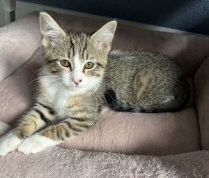 Curry, Young Female unknown