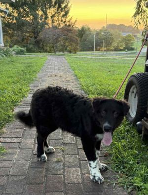 Inca in VT, Baby Female unknown
