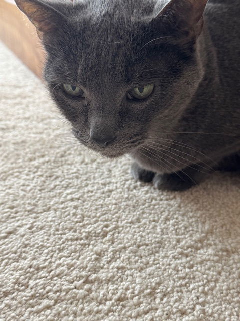 Smokey Senior
