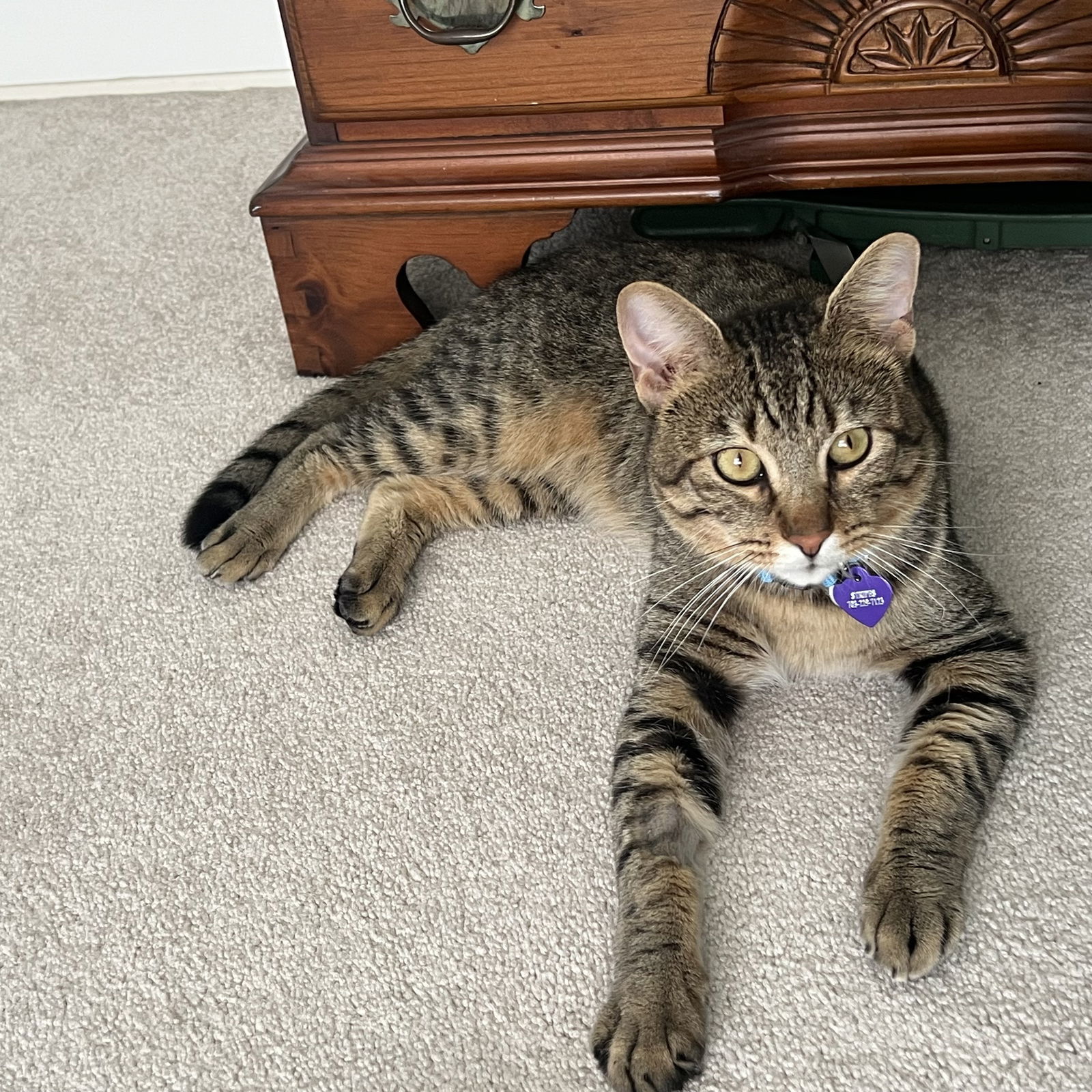 Stripes
