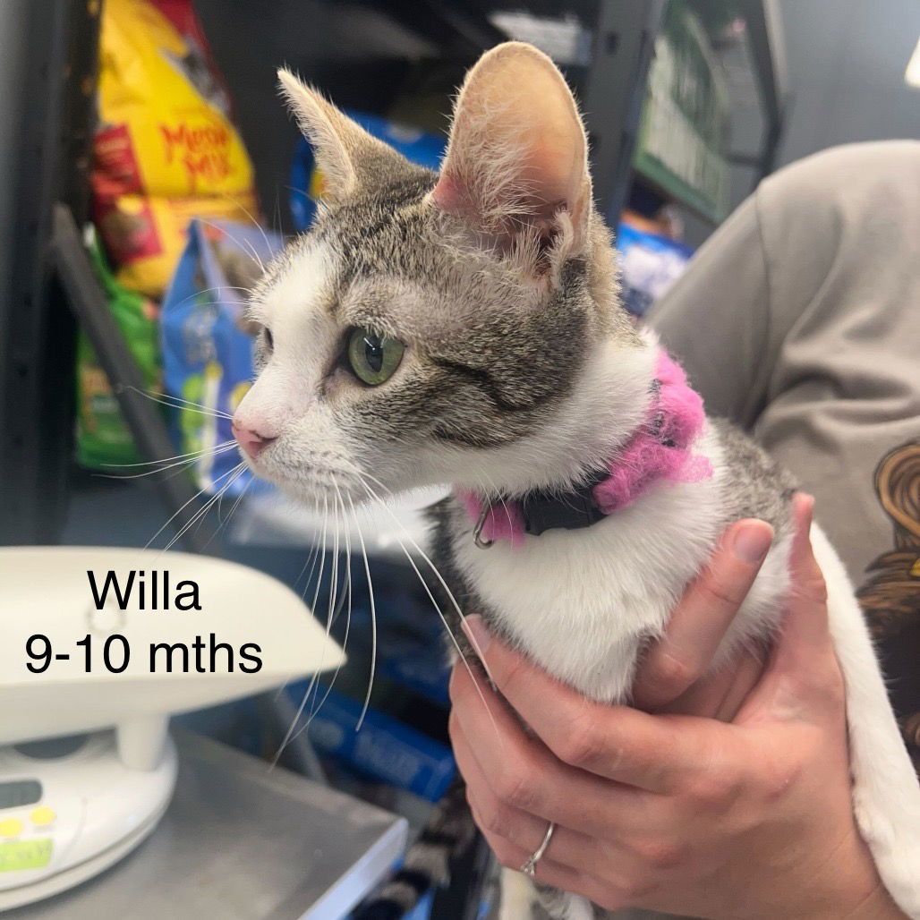 Willa
