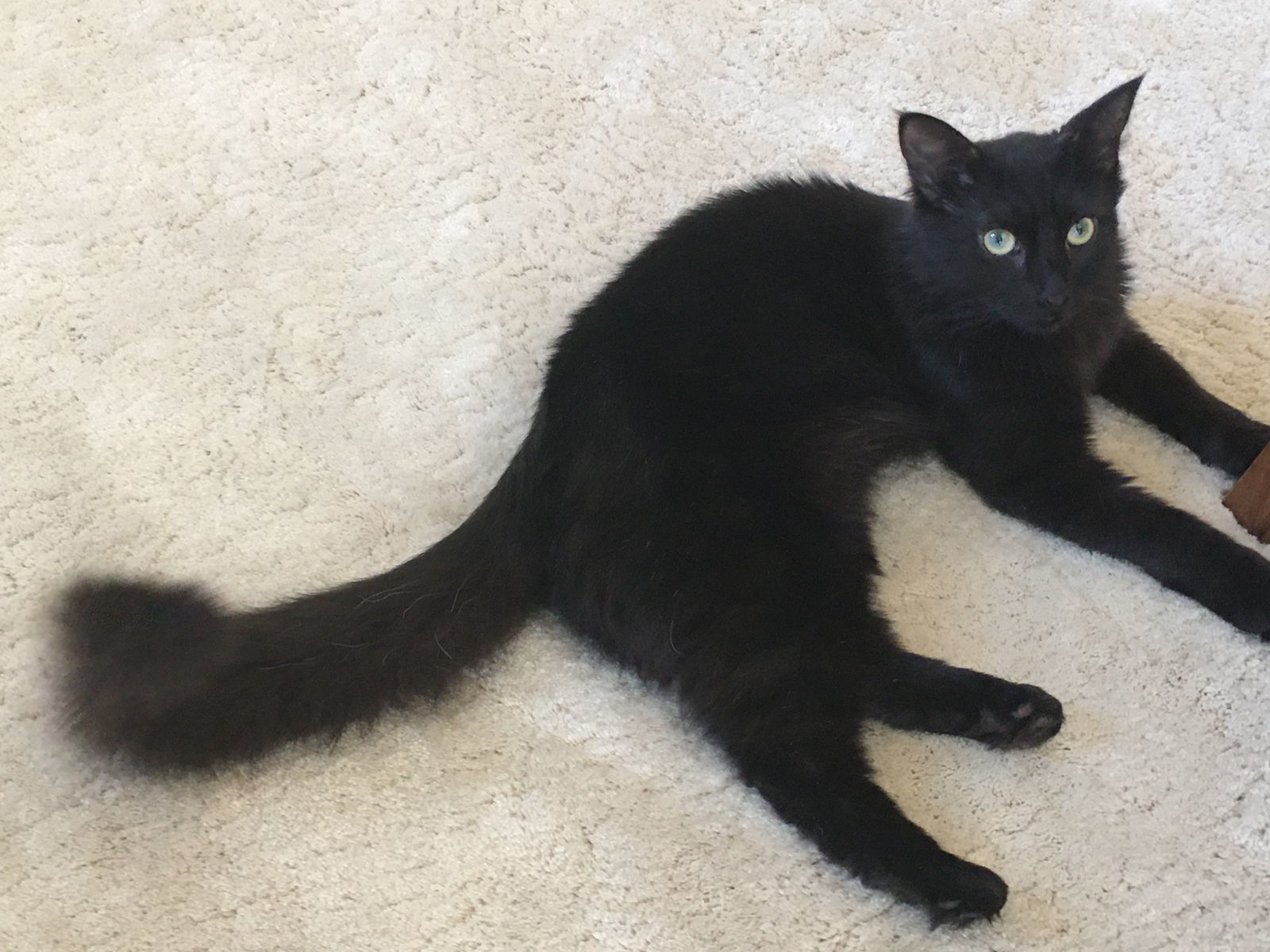 Sophie