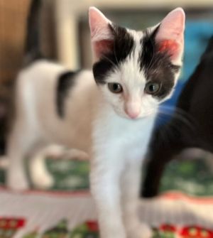 Watermelon, Baby Female unknown