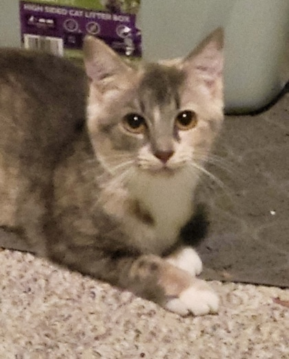 Nermal